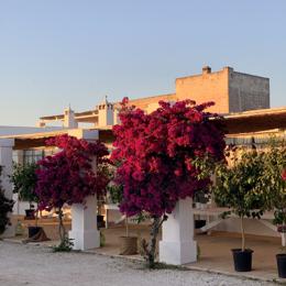 Masseria Potenti — bougainvillea pergola at golden hour