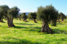 Masseria Torre Maizza olive trees