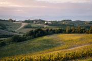 Chianti vineyard