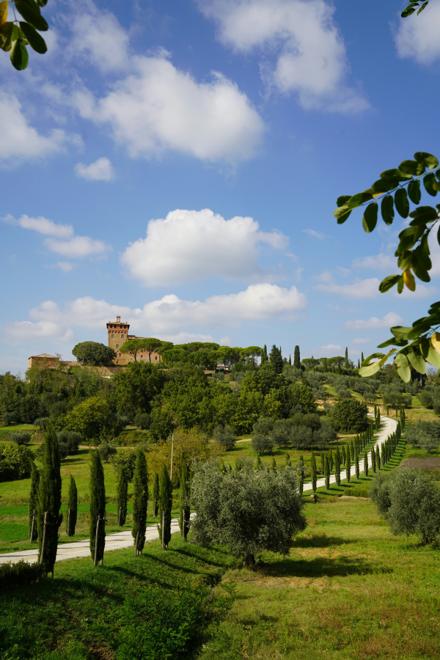 A cypress-lined drive through olive groves below a hilltop villa in the Tuscan countryside