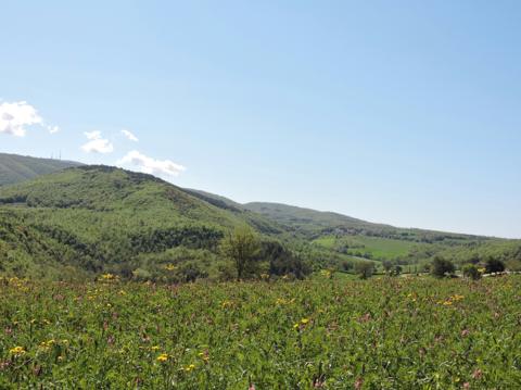 A wildflower meadow running down to wooded green hills