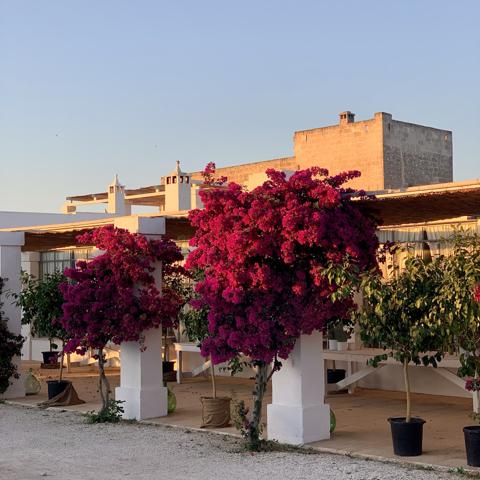 Masseria Potenti — photo 6