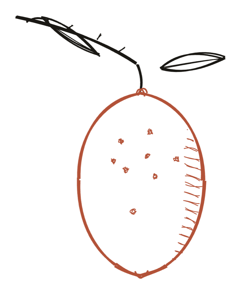 A hand-drawn Amalfi lemon — the sfusato amalfitano on a leafy branch