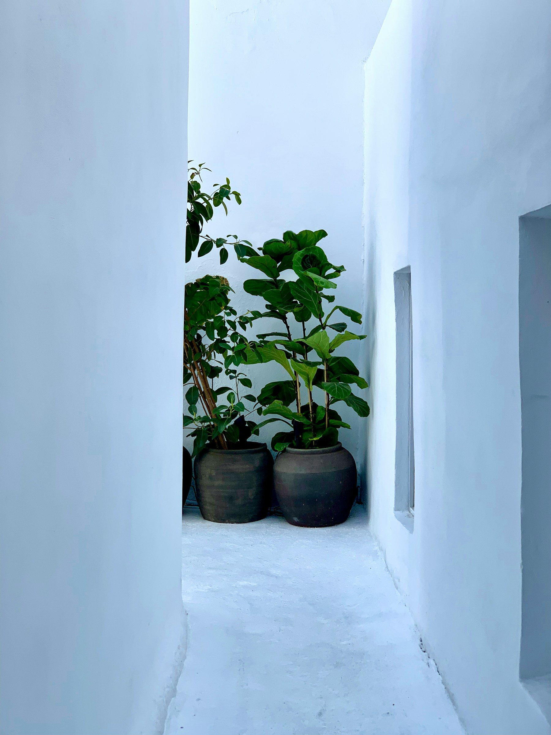 A narrow whitewashed Cycladic alley with blue shutters